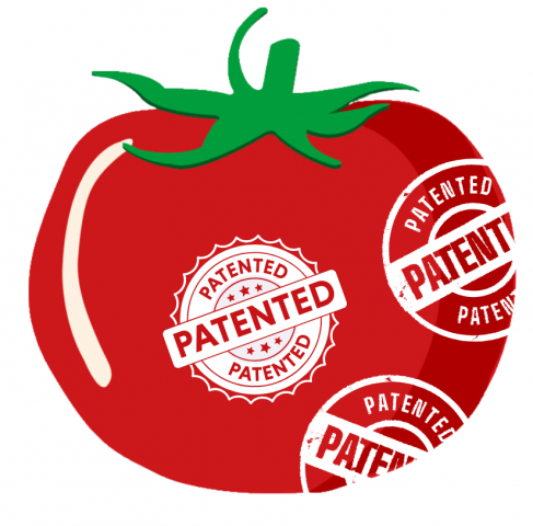 Europ-isches-Patentamt-Skandalpatent-auf-Tomaten-erteilt