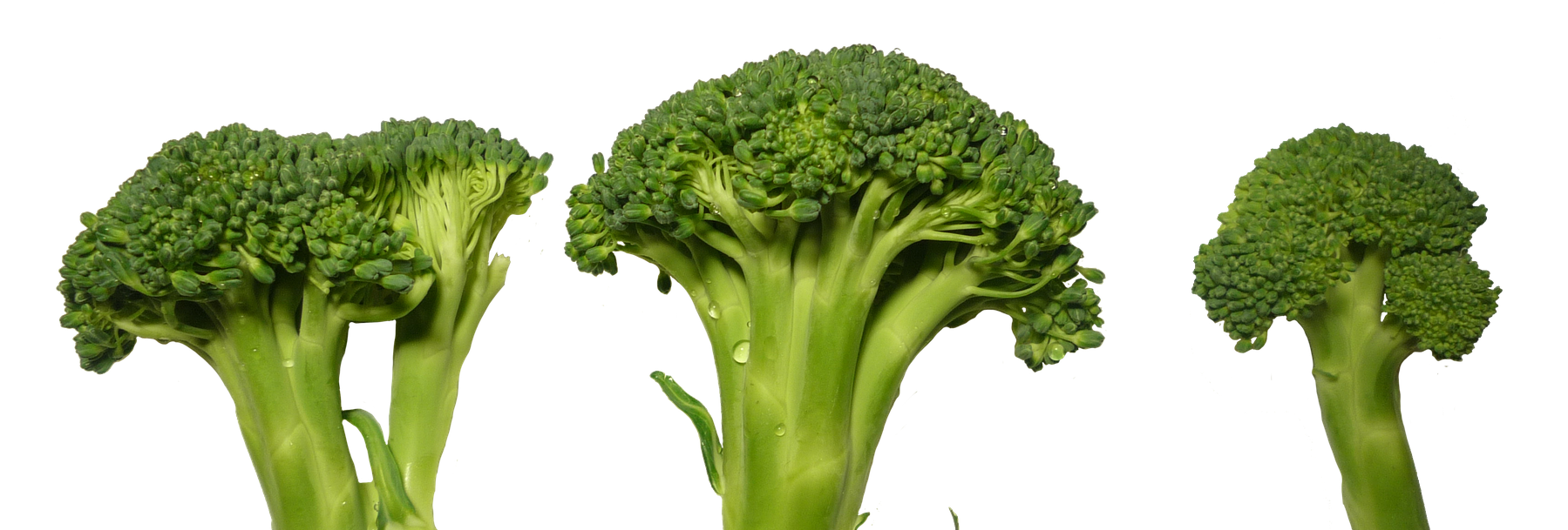 Broccoli