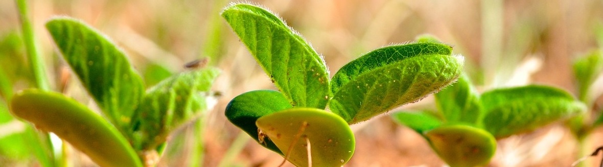 Soybeans