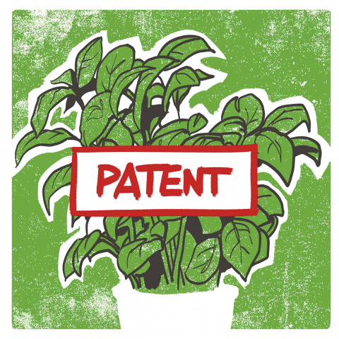 Patent Basilikum
