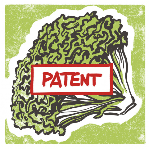 Lettuce patent