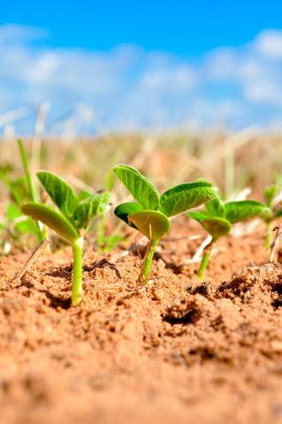Soybean (Pixabay)