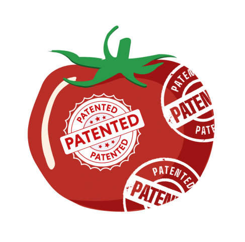 Tomato patent