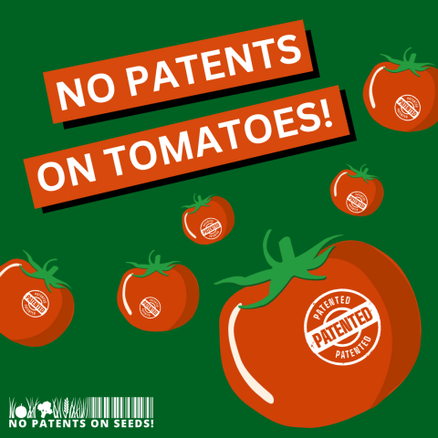 Tomato patent