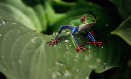 Frog and Plant